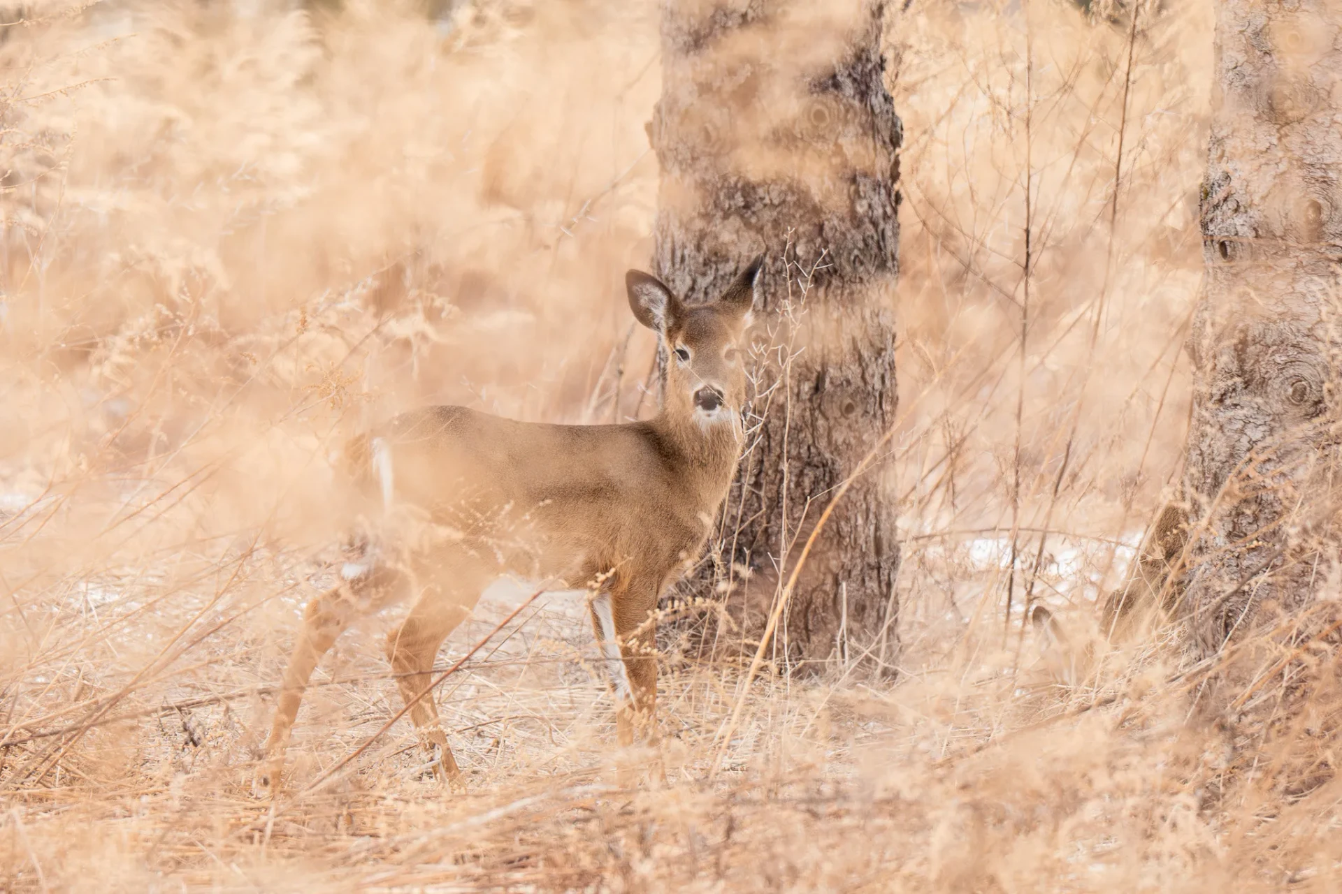 Nature 14
