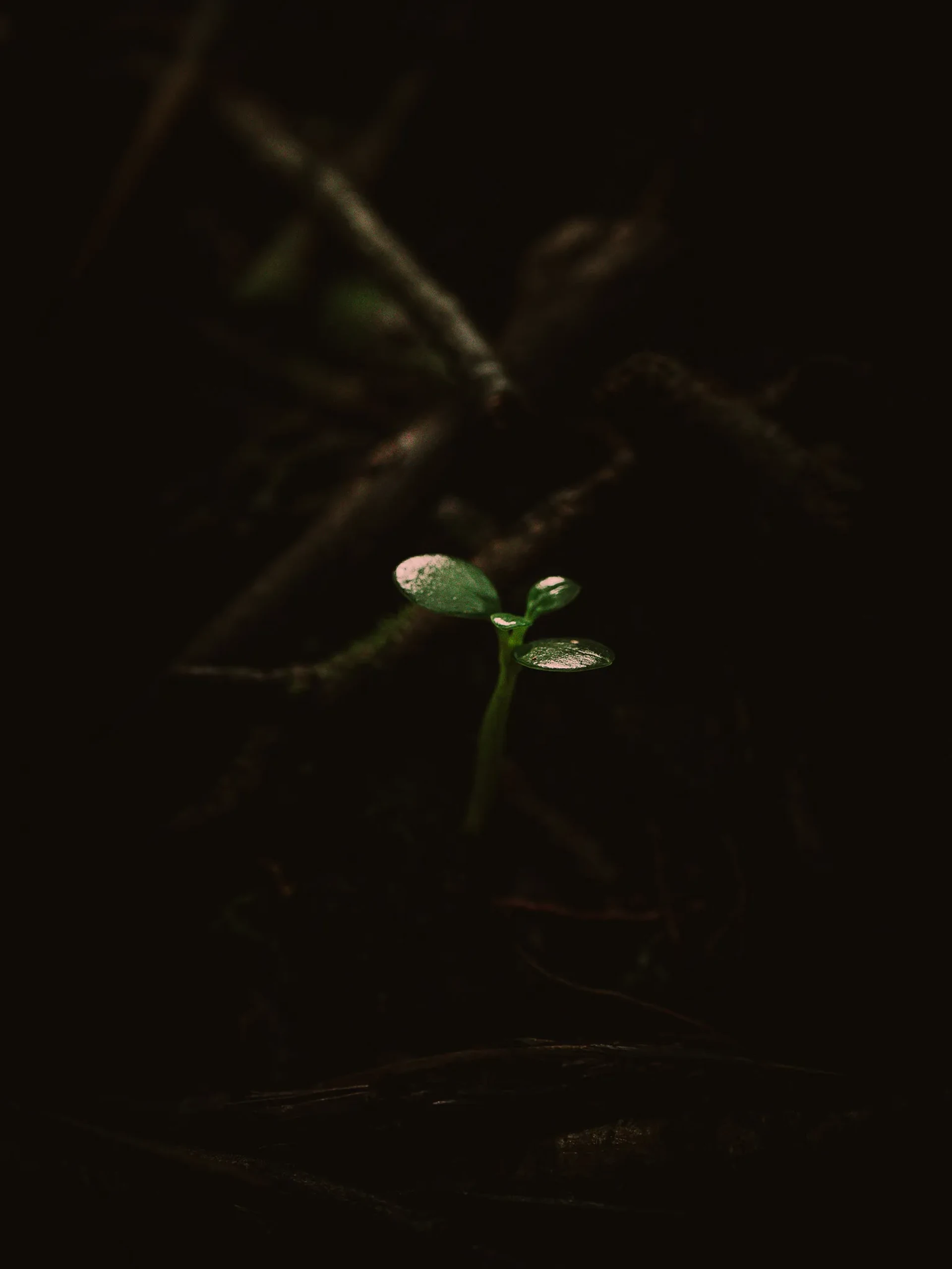 Nature 15