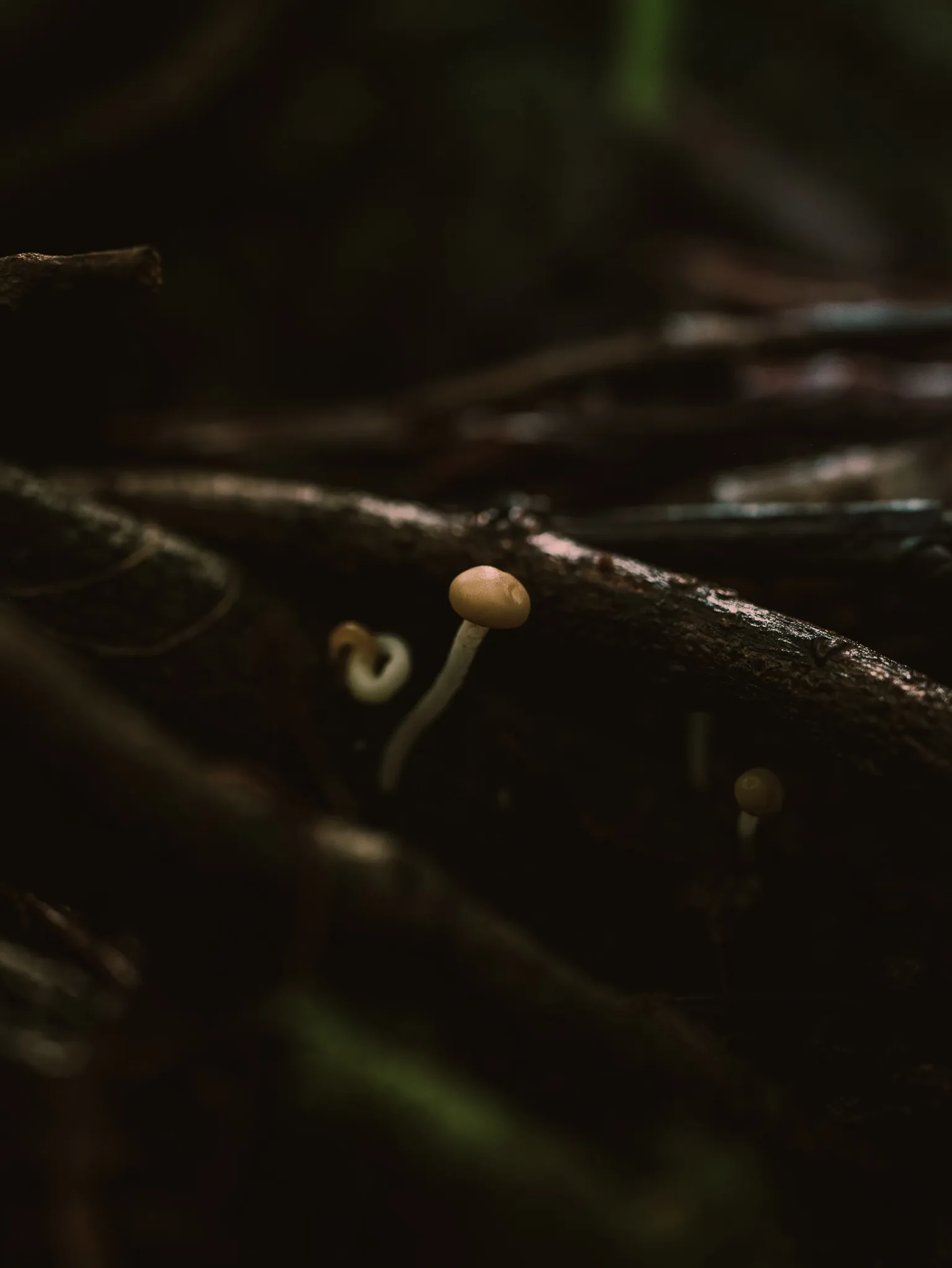 Nature 16