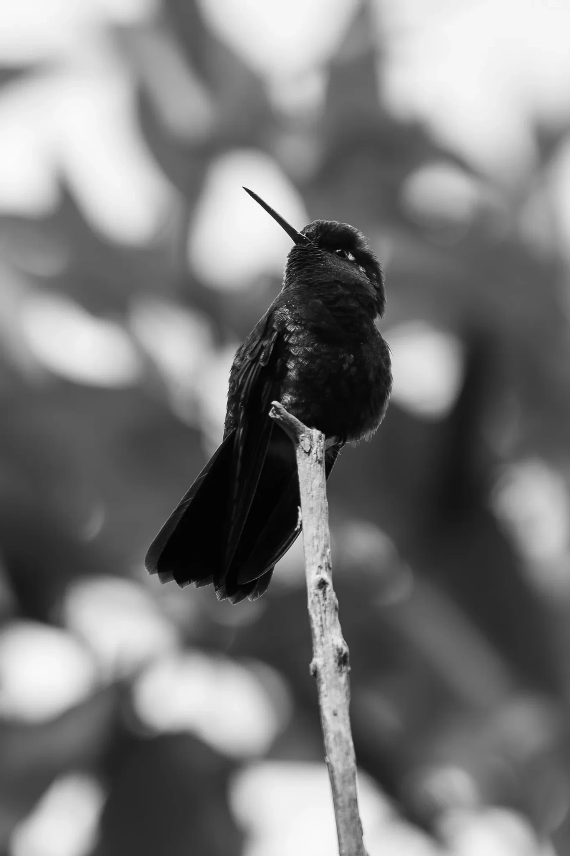 Nature 18