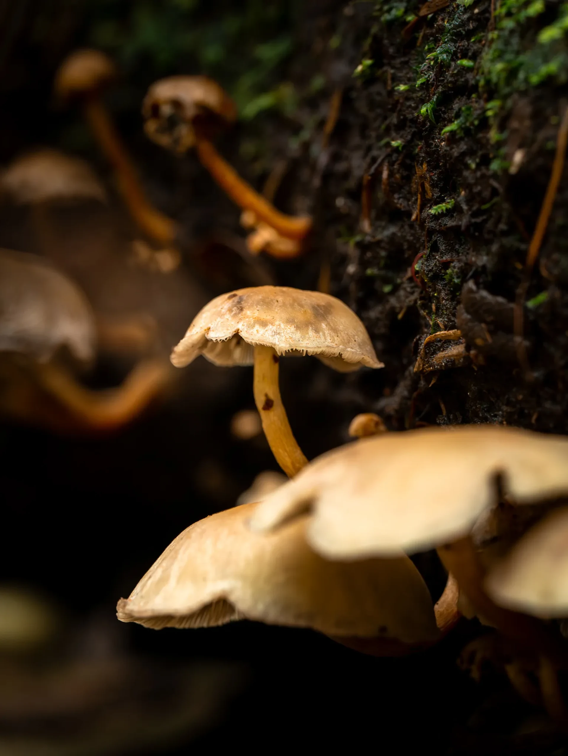 Nature 19