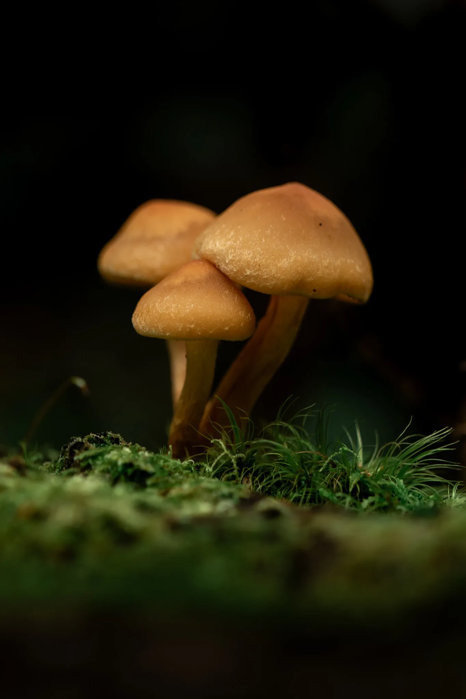 Nature 21