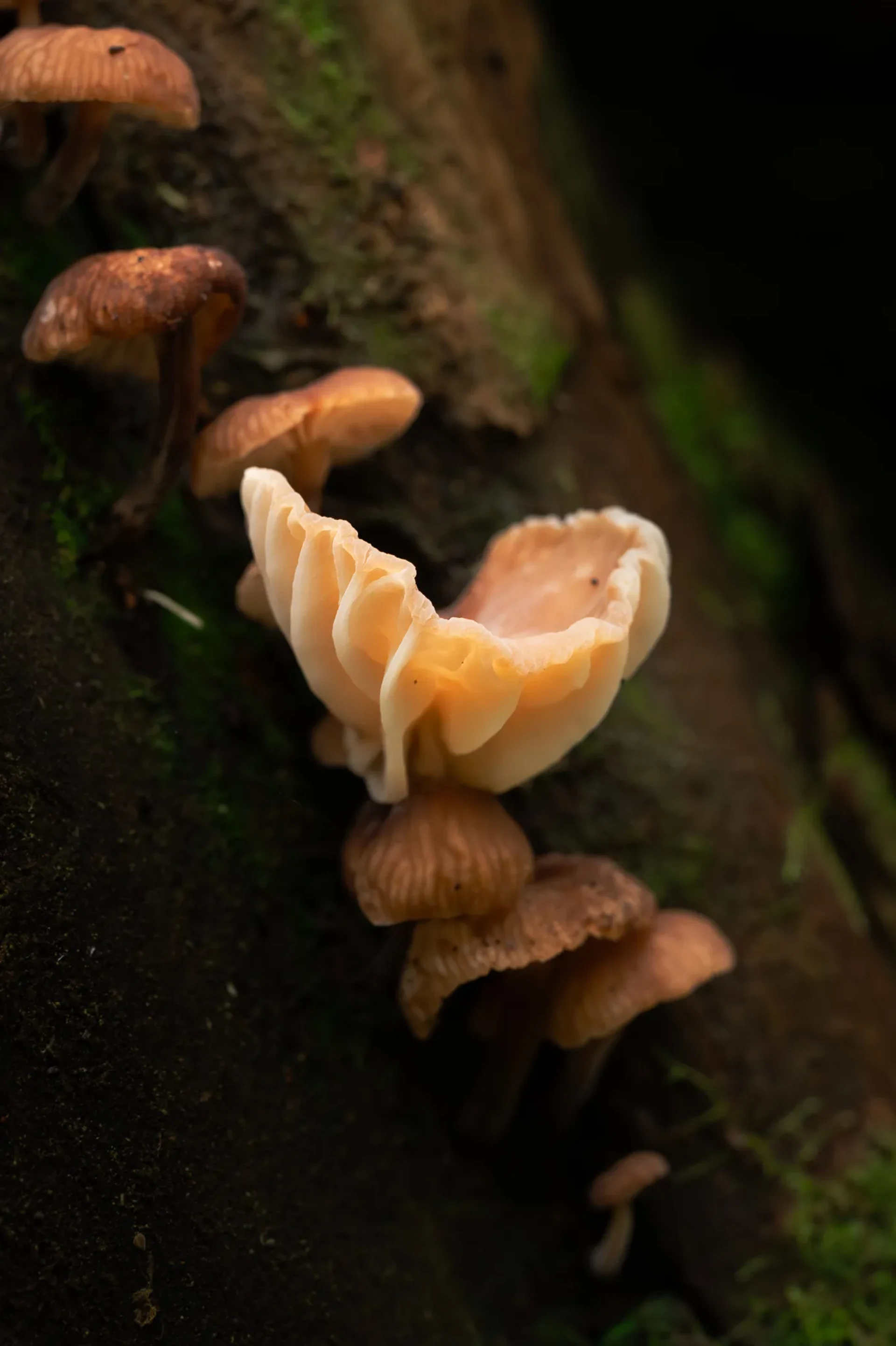 Nature 22