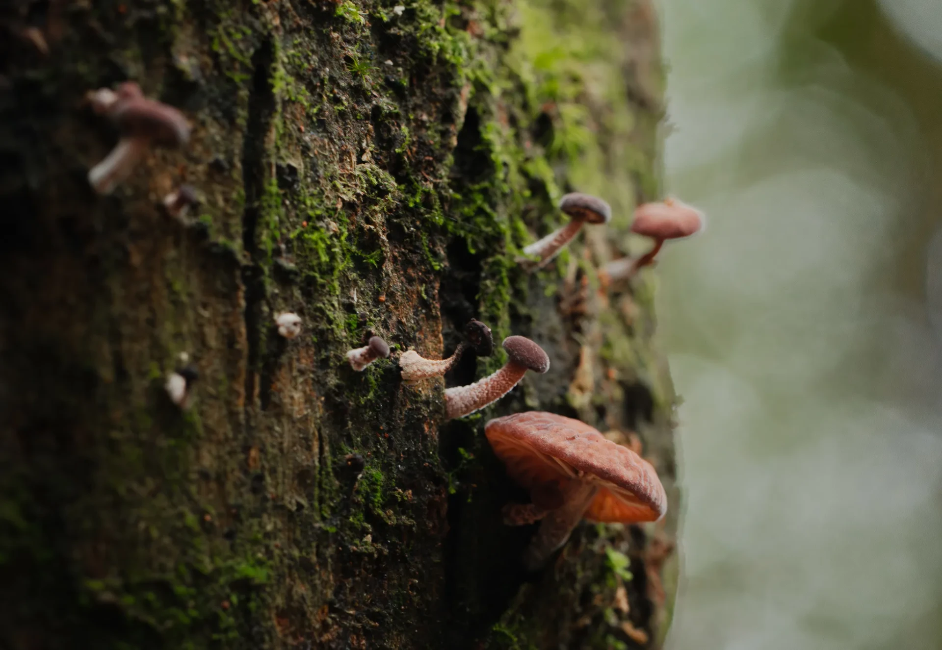 Nature 23