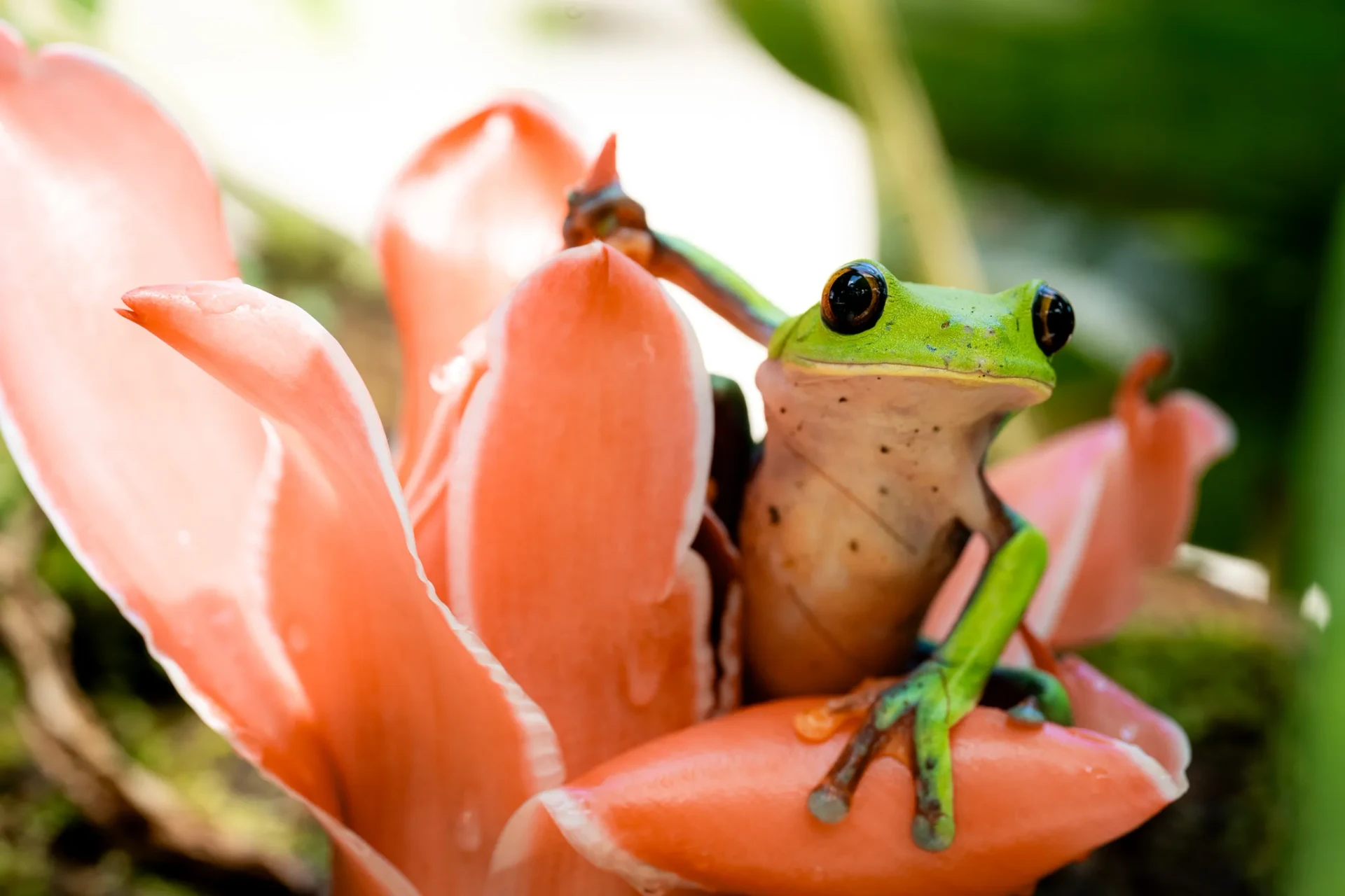 Nature 4