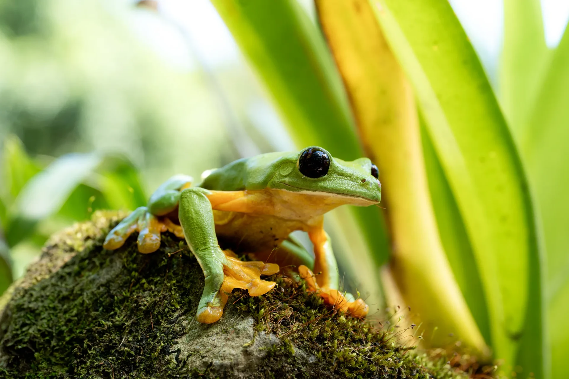 Nature 5